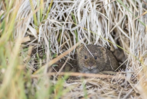 Images Dated 27th September 2015: USA, Wyoming, Sublette County, a vole peers from its hole in the ground