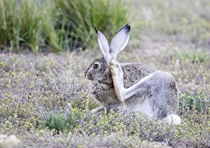 USA, Wyoming, Sublette County. White-tailed Jackrabbit scratches behind its ear