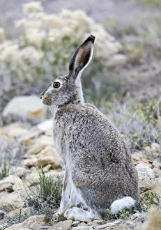 USA, Wyoming, Sublette County. White-tailed Jackrabbit sitting in a rocky habitat