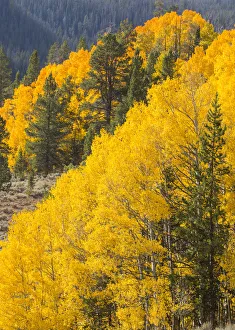 USA, Wyoming, Sublette County. Wyoming Range, colorful autumn aspens are layered