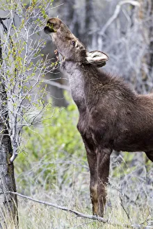 Images Dated 22nd May 2016: USA, Wyoming, Sublette County. Yearling moose calf reaches for leaves in springtime