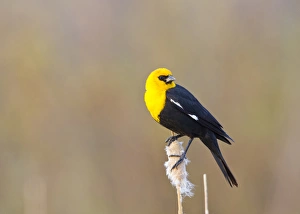 Elizabeth Boehm Prints: USA, Wyoming, Sublette County, Yellow-headed Blackbird perched on cattail