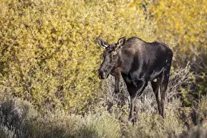 Artiodactyla Prints: USA, Wyoming, Sublette County, Young bull moose walking amongst fall colors