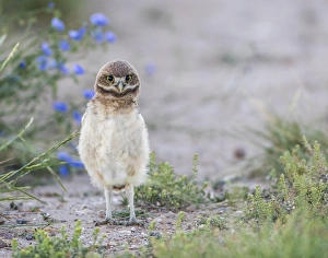 Images Dated 27th June 2015: USA, Wyoming, Sublette County, a young Burrowing Owl standing with a floral background