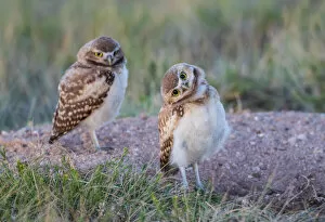 Trending: USA, Wyoming, Sublette County. Two young Burrowing owls stand at the edge of their