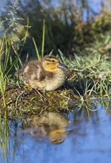 Images Dated 23rd July 2016: USA, Wyoming, Sublette County. Young duckling resting on a mud flat island while