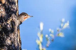 Images Dated 26th June 2016: USA, Wyoming, Sublette County. Young male Northern Flicker peering from it s