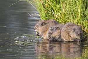 USA, Wyoming, Sublette County, three young muskrats feed on sedges in a pond