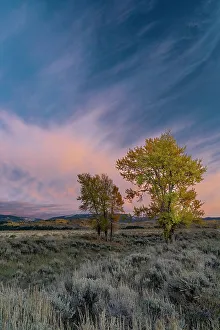Images Dated 3rd January 2023: USA, Wyoming. Sunset clouds and cottonwoods