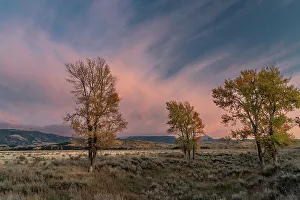 Images Dated 3rd January 2023: USA, Wyoming. Sunset clouds and cottonwoods