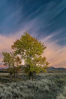 Images Dated 3rd January 2023: USA, Wyoming. Sunset clouds and cottonwoods