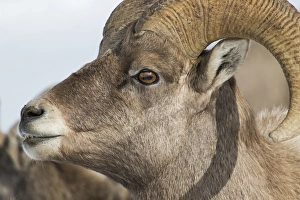 Images Dated 14th October 2017: USA, Wyoming, Teton County, National Elk Refuge, Bighorn sheep ram portrait
