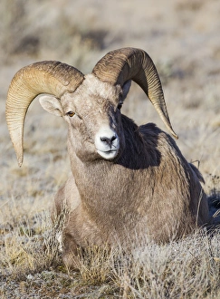 Artiodactyla Prints: USA, Wyoming, Teton County, National Elk Refuge, Bighorn sheep ram lying down