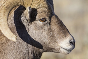 Images Dated 14th October 2017: USA, Wyoming, Teton County, National Elk Refuge, Bighorn sheep ram portrait