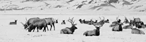 Buck Prints: USA, Wyoming, Tetons National Park, National Elk Refuge. Large elk herd in winter