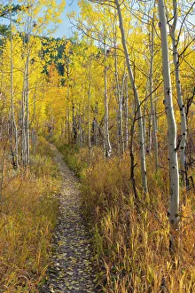 Images Dated 3rd January 2023: USA, Wyoming. Trail through autumn Aspens and grasslands
