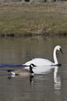 Swan Prints: USA, Wyoming, Trumpeter Swan, Canada Goose, Yellowstone National Park