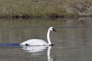 Swan Prints: USA, Wyoming, Trumpeter Swan, Yellowstone National Park