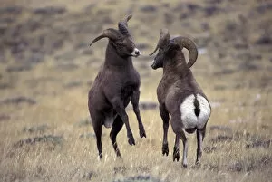 Images Dated 6th October 2003: USA, Wyoming, Whiskey Mountain Bighorns jousting
