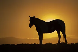 USA, Wyoming. Wild horse silhouetted at sunset