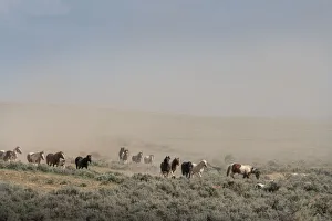 Images Dated 12th July 2021: USA, Wyoming. Wild horses create dust cloud while trotting to desert waterhole