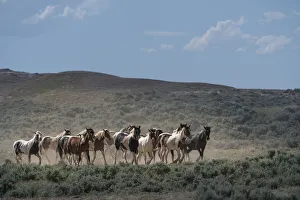 Trotting Prints: USA, Wyoming. Wild horses create dust while trotting to desert waterhole