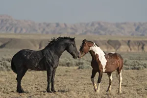 Greeting Prints: USA, Wyoming. Wild horses greeting each other