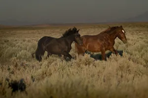 Trotting Prints: USA, Wyoming. Wild horses trotting across desert sage as rainstorm approaches