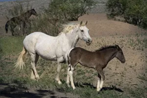 Foal Prints: USA, Wyoming. Wild mare and her foal close-up