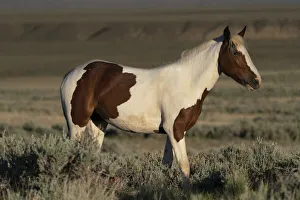 Images Dated 12th July 2021: USA, Wyoming. Wild stallion stands in desert sage brush