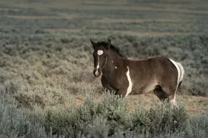 Images Dated 13th July 2021: USA, Wyoming. Wild stallion stands in desert sage brush