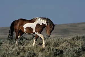 Images Dated 12th July 2021: USA, Wyoming. Wild stallion walking toward rival in desert sage brush