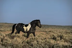 Images Dated 13th July 2021: USA, Wyoming. Wild stallion walks in desert sage brush