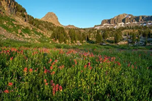 Buck Prints: USA, Wyoming. Wildflower meadow, Indian Paintbrush, Alaska Basin, Teton Mountains