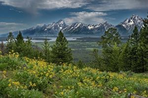 Grand Teton Prints: USA, Wyoming. Wildflowers and the Teton Range