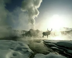 USA, Wyoming, Yellowstone USA, Wyoming, Yellowstone