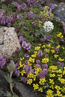 Images Dated 3rd April 2021: USA, Wyoming. Yellowstone Draba, Alpine Smelowskia and dwarf clover, Beartooth Pass