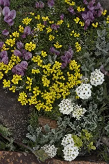Images Dated 3rd April 2021: USA, Wyoming. Yellowstone Draba, Alpine Smelowskia and dwarf clover, Beartooth Pass