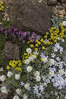 Images Dated 3rd April 2021: USA, Wyoming. Yellowstone Draba, Alpine Smelowskia and dwarf clover, Beartooth Pass
