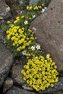 Images Dated 2021 April: USA, Wyoming. Yellowstone Draba, Beartooth Pass