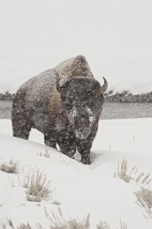 USA, Wyoming. Yellowstone National Park. Yellowstone Bison (Wild) in snow storm