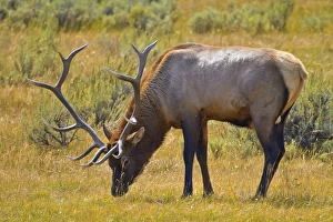 Images Dated 7th September 2010: USA, Wyoming, Yellowstone National Park. Male elk in mating season. Credit as: Fred