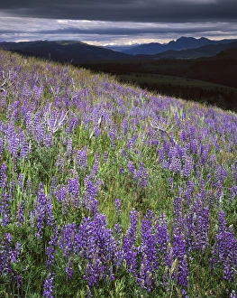 Images Dated 25th February 2013: USA, Wyoming, Yellowstone National Park, near Mount Washburn, Lupine meadows