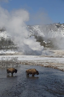 Images Dated 23rd February 2010: USA, Wyoming. Yellowstone National Park. Wild Yellowstone Bison in winter next to