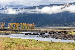 Images Dated 29th September 2014: USA, Wyoming, Yellowstone National Park. Bison crossing stream