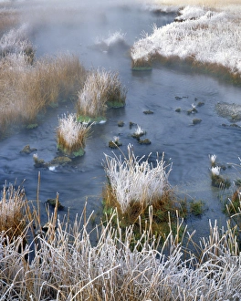 Images Dated 26th March 2015: USA, Wyoming, Yellowstone National Park. Frost along White Creek