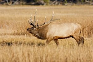 USA, Wyoming, Yellowstone National Park, Bull Elk in rut posturing in evening light