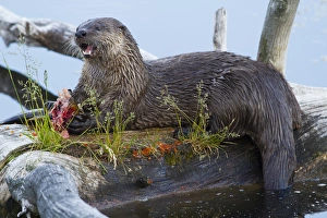 Images Dated 9th July 2012: USA, Wyoming, Yellowstone National Park, Female Northern River Otter on log in Trout