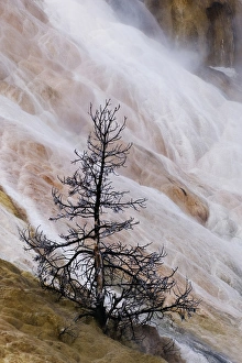 Images Dated 11th January 2009: USA, Wyoming, Yellowstone National Park. Mammoth Hot Springs waterfall cascade. Credit as