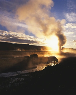 Images Dated 11th February 2013: USA, Wyoming, Yellowstone National Park, Bison grazing by Old Faithful geyser